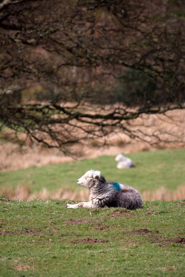 Froswick Field Lake district Sheep - Lakeland Photos - Art Prints Froswick Field Lake district Sheep