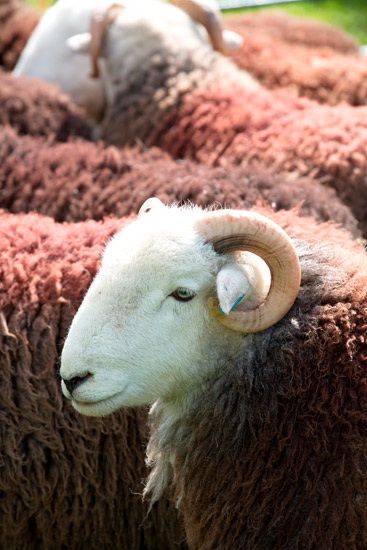 Sheffield Pike Lake district Sheep