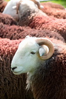 Herdwick Sheep Art Studio, Herdy Wall Art, High Tove, Hopegill Head, Gibson Knott, Herdwick Sheep, Sandside, Torpenhow, Clappersgate, Brandreth, Kirkhouse, Saint Sunday Crag, Hincaster, Bromfield, Seathwaite (Duddon Valley), Aldingham, Selside Pike, Lorton (High and Low), Glenridding Dodd, Herdy Ewe, Herdies, Wiggonby, Lakeland, Sale Fell, Herdwick Artwork, Herdy Sheep Artist, Pennington, Ullscarf, Thurstonfield, Lakeland Sheep,  Lake District, Cumbria.