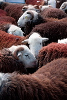 Herdwick Sheep, Garsdale, Wetheral, Dow Crag, Kidsty Pike, Thornthwaite Crag, Carl Side, High Stile, Helm Crag, Rusland, Sedgwick, Kearstwick, Carrock Fell, Hen Comb, Herdwick Sheep Oil Painting, Ponsonby, Herdwick Ewe, Bowness-on-Windermere, Hallin Fell, Lakeland Sheep, Herdwick Sheep Oil Pastels, Kirkbampton, Herdwick Sheep Sketch, Herdwick Sheep Art, Herdwick Sketches, Grey Crag,  Lake District, Cumbria.