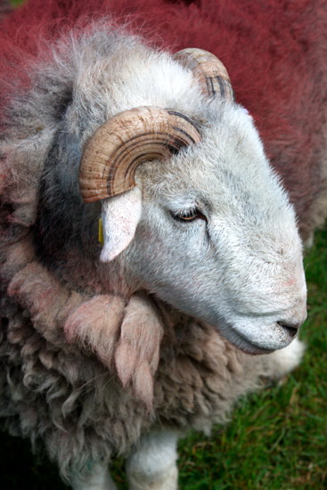 Gray Crag Herdwick