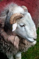 Little Asby, Graystones, Newlands (Keswick), Broom Fell, Herdwick Sheep Acrylic Paintings, Ayside, Herdwick Sheep Art Studio, Herdy Art, Thunacar Knott, Mixed-Media Herdy Art, Slate Fell, Crag Fell, Ling Fell, Catbells, Elterwater, Banks, Yoke, Herdwick Sheep, Caudale Moor, Herdy, Long Marton, Kirkhouse, Herdy Sketch, Herdwick Sheep Oil Pastels, Tarn Crag (Far Eastern Fells), Herdwick Sheep Art, Blencathra, Newbiggin (Brampton), Oxen Park,  Lake District, Cumbria.