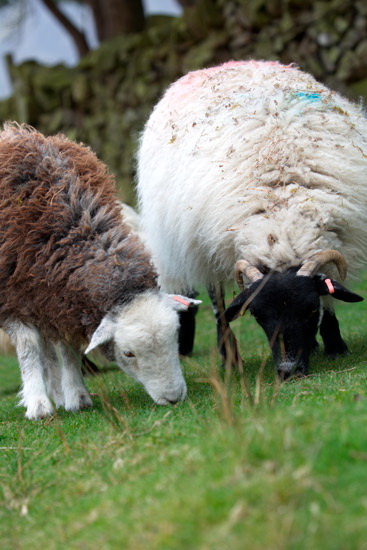 Kirkhouse Lake district Sheep - Lakeland Photos - Art Prints Kirkhouse Lake district Sheep