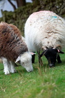 Cockermouth, Wreay (Carlisle), Herdwick Sheep Oil Painting, Herdwick Artwork, Broughton Beck, Ullscarf, Watendlath, Distington, Brock Crags, Arkleby, Scafell Pike, Herdwick Sheep Oil Painting, Herdwick Sheep Oil Pastels, Longlands Fell, Maiden Moor, Mixed-Media Herdwick Art, Brigham, Dovenby, Lingmoor Fell, Great Carrs, Herdwick Sheep Acrylic Painting, Herdwick, Whicham, Blencogo, Herdies, Herdwick, Skiddaw Little Man,  Lake District, Cumbria.