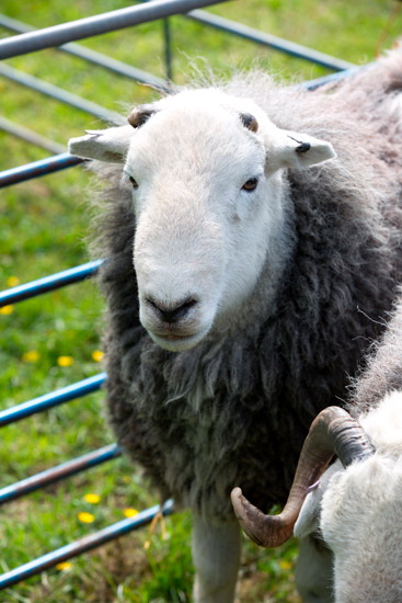 Cleator Valley Herdwick - Lakeland Photos - Art Prints Cleator Valley Herdwick