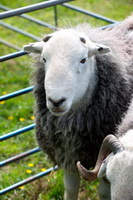 Black Fell, Herdy Wall Art, Saint Sunday Crag, Temple Sowerby, Tarn Crag (Easedale), Herdwick Sheep Art, Rossett Pike, Herdwick Sheep Prints, Skiddaw, Ainstable, Herdies, Rampsgill Head, Little Mell Fell, Herdwick, Eskdale Green, Penruddock, Lakeside, Bromfield, Great Carrs, Cotehill, Herdy Sketches, Dalston, Herdy, Longlands Fell, Herdwick Sheep Oil Painting, Santon Bridge, Mungrisdale Common, Westnewton, Crosby-on-Eden,  Lake District, Cumbria.