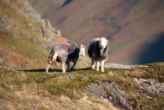 Bardsea Farm Lake district Sheep