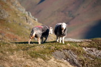 Dendron, Tallentire, Tarn Crag (Far Eastern Fells), Herdies, Grinsdale, Herdwick Sheep Oil Painting, Angletarn Pikes, Herdy, Herdwick Wall Art, Rottington, Lakeland Herdy Artworks, Holme Fell, Cumrew, Herdy Sheep Artist, Wigton, Loughrigg Fell, White Side, Watendlath, Herdy Art, Kirkoswald, Herdwick Sheep Sketch, Yewbarrow, Lake District, Herdy Sketches, Long Side,  Lake District, Cumbria.