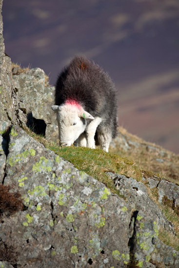 Middle Dodd Farm Lake district Sheep - Lakeland Photos - Art Prints Middle Dodd Farm Lake district Sheep