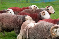 Burgh by Sands, Herdwick Drawings, Herdwick Sheep Art, Soulby (Kirkby Stephen), Staveley (Kendal), Herdwick Sheep Oil Painting, Alston, Herdy Wall Art, Herdy Sheep Artist, Holme Fell, Thornthwaite Crag, Seathwaite Fell, Crook, Grange-Over-Sands, Ulpha, Knott, Harter Fell, Eskdale, Herdwick Sheep Oil Painting, Moor Row, Mixed-Media Herdy Art, Herdwick Sheep Oil Pastels, Swinside, Kirkhouse, Herdwick Wall Art, Herdy Art, Grayrigg Forest, Catstycam, Bowfell, Herdy Sketches, Herdies, High Tove,  Lake District, Cumbria.