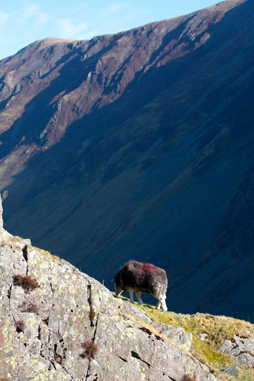 Rusland Farm Lake district Sheep