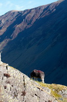 Scotby, Stone Arthur, Herdwick Sketch, Herdwick Art Studio, Isle of Walney, Great End, Bootle, Dendron, Castle Carrock, Burgh by Sands, Bakestall, Crag Fell, High Seat, Herdwick Sheep Art, Herdwick Ewe, Steel Knotts, Raise, Herdwick, Mungrisdale Common, Brandreth, Pike of Blisco, Wiggonby, Herdwick Sketches, Herdwick Sheep Oil Painting, Herdwick Artwork, Herdwick Sheep Oil Painting, Maiden Moor, Herdwick Drawings, Hensingham,  Lake District, Cumbria.