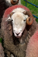 Isle of Walney, Grey Friar, Herdwick Sheep Oil Painting, Great Ormside, Mellbreak, Workington, Grey Crag, Sebergham, Satterthwaite, Herdwick Sheep Prints, Longlands, Brigham, Herdwick Sheep Sketch, Herdwick Sheep, Herdwick Company, Loft Crag, Herdwick, Brae Fell, Skelton, Herdwick, Chapel Stile, Hethersgill, Lowick, Kentmere Pike, Herdwick Sheep Oil Painting, Black Combe, Hopegill Head, Herdwick Art Studio, Great Rigg, Herdwick Sketch,  Lake District, Cumbria.