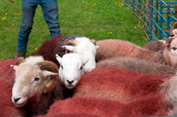 Herdwick Sketch, Hart Side, Muncaster Fell, Grange Fell, Herdwick, Seatallan, Dufton, Herdwick Sheep Prints, Stybarrow Dodd, Crosby Ravensworth, Orton, Crosby (Maryport), Herdwick Sheep Art, Ullock Pike, Holme St. Cuthbert, Sheffield Pike, Thunacar Knott, Ayside, Calthwaite, Great Musgrave, Brock Crags, Herdwick Company, Great Gable, Herdwick Sheep Sketch, Herdwick Art Studio, Herdwick Sheep Oil Pastels,  Lake District, Cumbria.