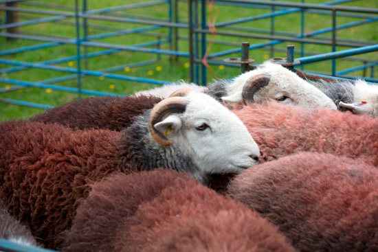 Grange-Over-Sands Lake district Sheep