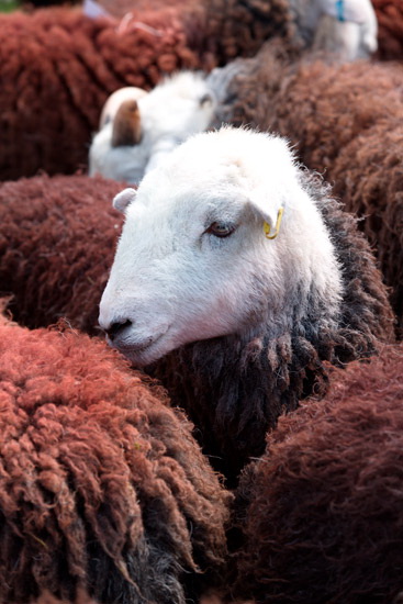 Waterhead Valley Lake district Sheep