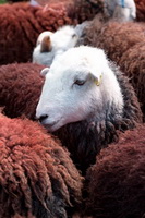 White Side, Gleaston, Lakeland Sheep, Herdwick Sheep Oil Painting, Welton, Whinlatter, Westward, High Pike (Scandale), Herdy Sheep Artist, Long Marton, Grisedale Pike, Herdy Art, High Crag, Herdwick Wall Art, Herdwick Sheep, Herdwick Sheep Acrylic Paintings, Ambleside, Aspatria, Beckermet, Helvellyn, Loweswater, Lakeland Herdy Artworks, Kirkland (Penrith), Troutbeck Tongue,  Lake District, Cumbria.