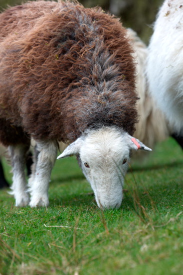 Natland Lake district Sheep