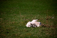 Scafell Pike, Crosby (Maryport), Brim Fell, Port Carlisle, Lakeland Sheep, Herdwick Sheep Art Studio, Nenthead, Herdy Sketch, Herdwick Sheep Oil Pastels, Herdwick Sheep Oil Painting, Lakeland Herdy Artworks, Herdy, Lindal in Furness, Herdy Sketches, Helvellyn, Broughton, Clifton, Cleator, Great Broughton, Herdwick Sheep, Kirkbampton, Low Newton, Green Gable, Carl Side, Catbells, Gowbarrow Fell, Herdwick Sheep Acrylic Paintings, Wansfell, Herdy Wall Art, Herdy Ewe,  Lake District, Cumbria.