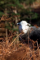 Pike of Stickle, Ireleth, Hallin Fell, Herdwick Sheep Oil Painting, Hawkshead, Isle of Walney, Stone Arthur, Knott, The, Bampton Grange, Illgill Head, Herdwick, High Pike (Caldbeck), Harter Fell, Mardale, Herdwick Sheep Acrylic Painting, Dent, Lakeland Sheep, Mixed-Media Herdwick Art, Wreay (Carlisle), Herdwick Sheep Oil Painting, Herdies, Herdwick Company, Rosthwaite (Keswick), Herdwick Sheep Oil Pastels, Hartsop above How, Herdwick Sketch, Grinsdale, Levens, Lake District,  Lake District, Cumbria.