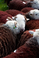 High Street, Dearham, Herdies, Herdwick Sheep Acrylic Paintings, Great Sca Fell, Great End, Johnby, Mungrisdale Common, Herdwick Sheep Prints, High Spy, Longlands, Mealsgate, Beaumont, Herdwick Sheep Oil Painting, Mixed-Media Herdy Art, Helvellyn, Bassenthwaite, The Nab, Low Pike, Birkhouse Moor, Rosthwaite Fell, Herdwick Sheep Art, Graystones, Herdwick Drawings, Seaton, Herdy Art, Herdy Sketch, Thornthwaite, Herdwick Wall Art, Eamont Bridge,  Lake District, Cumbria.