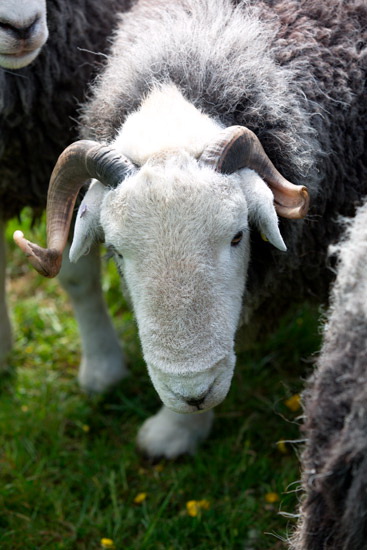 Bewaldeth Field Herdwick