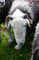 Wetherlam, Leece, Herdwick, Middle Fell, Ullscarf, Herdy Wall Art, Great Salkeld, Herdy Ewe, Troutbeck Tongue, Aldingham, Lakeland Sheep, Blencow, Lowther, Maiden Moor, Brown Pike, Wigton, Cleator Moor, Elterwater, Herdwick Sheep Sketch, Sale Fell, Herdwick Sheep Oil Painting, Mixed-Media Herdy Art, Port Carlisle, Herdwick Artwork, Herdwick Sheep Oil Painting, Herdy Sheep Artist,  Lake District, Cumbria.