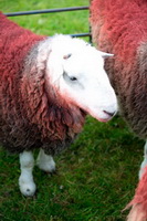 Angletarn Pikes, Brown Pike, Parton, Great Sca Fell, Mixed-Media Herdy Art, Herdy Art, Tirril, Great Gable, Herdwick Drawings, Santon Bridge, Herdy Sheep Artist, Braithwaite, Herdies, Tarn Crag (Easedale), Herdy Sketches, Muncaster Fell, Herdy Ewe, Ullscarf, Herdwick, Herdwick Sheep Oil Pastels, Dovenby, Great Borne, Warcop, Hartsop above How, Cleator Moor, Herdwick, Herdy Wall Art, Watch Hill, Cliburn,  Lake District, Cumbria.