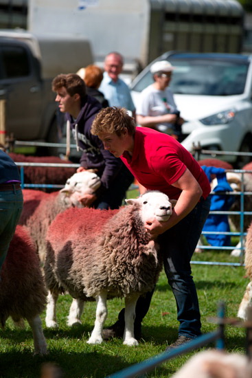 Walla Crag Field Herdwick Sheep - Lakeland Photos - Art Prints Walla Crag Field Herdwick Sheep