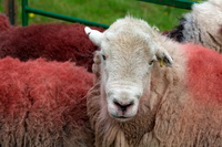 Crosby-on-Eden, Asby (Workington), Armathwaite, Buttermere, Little Hart Crag, Cartmel, Whin Rigg, Dale Head, Penruddock, Grike, Nenthead, Herdy Ewe, Herdwick Drawings, Knott, Herdwick, Herdwick Sheep Art, Ullock Pike, Whiteside, Bowness-on-Solway, Herdy Sheep Artist, Herdwick Sheep Oil Pastels, Lakeland Herdy Artworks, Herdwick Sheep, Old Town, Hilton, Dow Crag, Soulby (Kirkby Stephen),  Lake District, Cumbria.