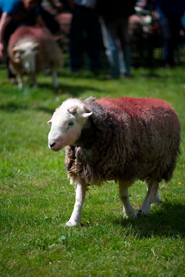 Raise Farm Herdwick Sheep - Lakeland Photos - Art Prints Raise Farm Herdwick Sheep