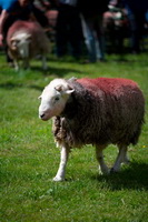 Herdwick Sheep Prints, Herdwick, Aldingham, Holme St. Cuthbert, Burneside, Bannerdale Crags, Mixed-Media Herdwick Art, Herdwick Sheep Art, Parsonby, Herdwick Art, Briery, Grasmere, Grey Friar, Herdwick Sheep Acrylic Painting, Stybarrow Dodd, Birks, Herdwick Art Studio, Bowscale, Herdwick Sheep Oil Painting, Dow Crag, Crosby-on-Eden, Lakeland Sheep, Herdwick, Little Hart Crag, Whin Rigg, Black Combe, Kidsty Pike, Herdwick Sheep Sketch, Staveley (Kendal), Herdies,  Lake District, Cumbria.