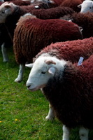 Herdy Wall Art, Whin Rigg, Isle of Walney, Pike of Blisco, Herdy Sheep Artist, Harter Fell, Eskdale, Meal Bank, Nenthead, High Hartsop Dodd, Lindal in Furness, Pooley Bridge, Herdwick Sheep Sketch, Herdwick, Herdy, Herdwick Sheep, Firbank Fell, Herdy Ewe, Bakestall, Port Carlisle, Aglionby, Herdwick Sheep Acrylic Paintings, Herdwick Sheep Oil Pastels, Causey Pike, High Pike (Scandale), Herdwick Drawings, Knott, The, Herdwick Wall Art, Warwick-on-Eden, Lakeland Sheep, Broughton Mills, High Rigg, Calf Crag,  Lake District, Cumbria.