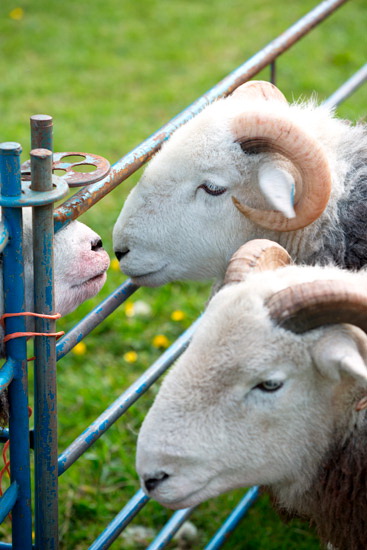 Embleton Valley Lake district Sheep