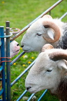 Bakestall, Herdwick Sheep Prints, Herdwick Drawings, Lingmoor Fell, Red Screes, Herdwick Wall Art, Allithwaite, Herdwick Sheep Art Studio, Haverigg, Herdwick Artwork, Herdy, Herdwick Sheep, Steel Fell, Lowthwaite Fell, Low Newton, Lakeland Herdy Artworks, Mixed-Media Herdy Art, Branstree, Herdwick Sheep Acrylic Paintings, Esk Pike, Great Broughton, Ayside, Frizington, Stanah, Herdwick Sheep Oil Pastels, Grey Friar, Colthouse, High Seat, Herdwick Sheep Sketch,  Lake District, Cumbria.