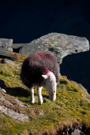 Santon Bridge Field Lakeland Sheep - Lakeland Photos - Art Prints Santon Bridge Field Lakeland Sheep