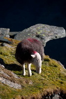 Warwick Bridge, Burnbank Fell, Herdwick Sheep Art, Herdy, Whitfell, Lakeland Sheep, Yoke, Herdwick Sheep Acrylic Paintings, Great Crosthwaite, Scotby, Kentmere, Lakeland Herdy Artworks, Herdwick Sheep, Harrington, Hawkshead, Newton Arlosh, Birks, Red Screes, Dove Crag, Herdwick Sheep Oil Painting, Longtown, Herdwick Sheep Prints, Urswick Great and Little, Carl Side, Herdy Sheep Artist,  Lake District, Cumbria.