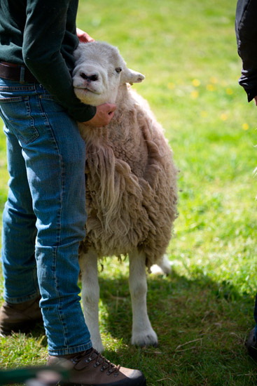 Talkin Valley Lakeland Sheep