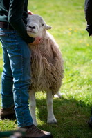 Herdwick Artwork, Uldale, Red Pike (Wasdale), Warcop, Bouth, Herdy Ewe, Herdies, Thornthwaite Crag, Herdy Sketch, Lingmell, Herdwick Sheep Oil Pastels, Herdwick Sheep Oil Painting, Orthwaite, Herdwick Sheep Sketch, Grey Crag, Mixed-Media Herdy Art, Grasmoor, Herdwick Sheep, Greysouthen, Moresby, Loadpot Hill, Buttermere, Troutbeck (Penrith), Wetheral, Herdy Sheep Artist, Broom Fell, Grike, Ackenthwaite, Esk Pike, Herdy Wall Art, Bonscale Pike, Bewcastle,  Lake District, Cumbria.