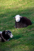 Ainstable, Blea Rigg, Herdwick Drawings, Herdwick Sheep Art, Allen Crags, Hopegill Head, Boustead Hill, Hartley, Bannerdale Crags, Herdy Sketches, Herdwick, Old Town, Slight Side, Herdwick Sheep Prints, Herdy Sheep Artist, Grayrigg, Dockray, Great Strickland, Lakeland Sheep, Whiteless Pike, Herdies, Glaramara, Bardsea, Herdwick Sheep Oil Painting, Herdwick Sheep Oil Pastels, Red Pike (Wasdale), Briery,  Lake District, Cumbria.