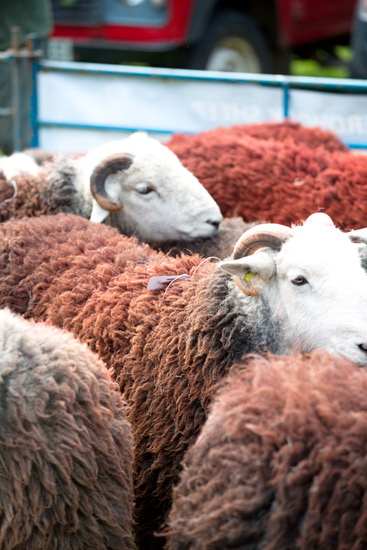Cumwhitton Farm Lake district Sheep - Lakeland Photos - Art Prints Cumwhitton Farm Lake district Sheep