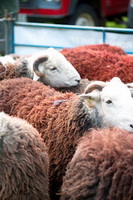 Hethersgill, Herdies, Herdy, Nab Scar, Oxenholme, Whitbeck, Cartmel Fell, Herdwick Sheep Oil Painting, Binsey, Ayside, Sedgwick, Great End, Red Pike (Buttermere), Coniston, Holme Fell, Herdy Sketch, Workington, Kirkby Lonsdale, Broughton Moor, Satterthwaite, Mixed-Media Herdy Art, Lakeland Sheep, Herdwick Sheep Art, Buckbarrow, Rest Dodd, Herdy Wall Art, Herdwick Artwork, Thornthwaite Crag, Colton, Great Dodd,  Lake District, Cumbria.