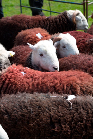 Skelwith Bridge Valley Lakeland Sheep