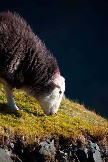 Kirkoswald Valley Herdwick