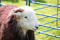 Ainstable, Herdwick Sheep, Walton, Silver How, Walla Crag, Rusland, Grayrigg Forest, Lakeland Sheep, Hesket Newmarket, Whin Rigg, Rest Dodd, Aikton, Herdy Ewe, Seaton, Vickerstown, Herdy Art, Herdy, Pike of Blisco, Low Pike, Great Calva, High Pike (Scandale), Herdy Sketches, Selside, Mixed-Media Herdy Art, Long Marton, Tallentire, Herdwick Wall Art, Scafell Pike, Herdwick Sheep Sketch, Herdwick Sheep Art Studio, Herdwick Sheep Oil Painting,  Lake District, Cumbria.