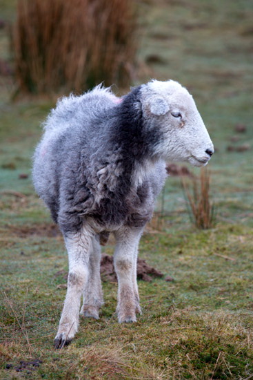 Black Combe Field Herdwick - Lakeland Photos - Art Prints Black Combe Field Herdwick