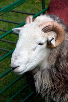 Greendale, Ambleside, Torver, Herdwick Sketches, Herdwick Sheep Acrylic Painting, Lakeland Sheep, Rannerdale Knotts, Herdwick Sheep Oil Pastels, Herdies, Gowbarrow Fell, Herdwick Sheep Art, Herdwick, Tallentire, Dodd, Isel, Martindale, Grike, Herdwick Art Studio, Herdwick Sheep Prints, Herdwick Sketch, Herdwick Drawings, Glenridding, Watch Hill, Leece, Sheffield Pike, Skiddaw Little Man, Longlands Fell, Blake Fell, Dent, Clappersgate, Hen Comb, Black Fell, Keswick, Kirkby Stephen,  Lake District, Cumbria.