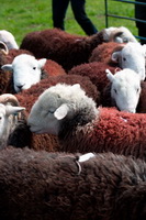 Brock Crags, Herdy Sketch, Herdwick Sheep Oil Pastels, Lakeland Sheep, Grey Knotts, Herdy Art, Irton with Santon, Herdwick, Sale Fell, Scoat Fell, Torpenhow, Knott, The, Sour Howes, Eagle Crag, Herdy Sheep Artist, Milnthorpe, Westward, Ullscarf, Stonethwaite, Herdwick Artwork, Natland, Allithwaite, Ireleth, Grike, Cliburn, Skirwith, Hart Side, Middle Dodd, Herdy, Crosthwaite, Castle Crag,  Lake District, Cumbria.