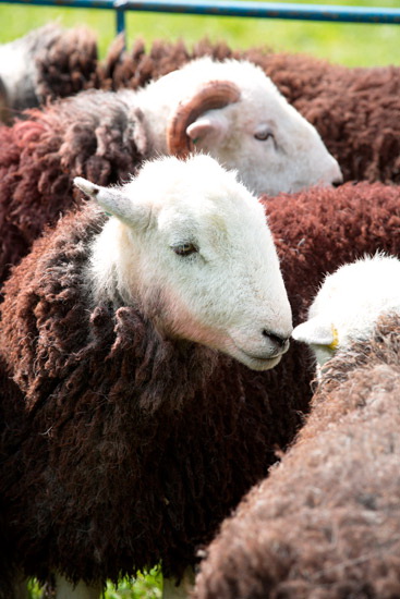 Dockray Farm Herdwick