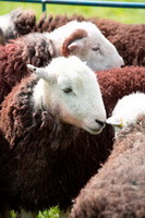 Herdwick Sheep Prints, Mixed-Media Herdwick Art, Tarn Crag (Easedale), Ullscarf, Lowick, Arlecdon, Harter Fell, Eskdale, Herdwick Sheep Oil Pastels, Hart Crag, Lingmell, Longlands Fell, Bampton, Urswick Great and Little, Melmerby, Herdwick Art, Herdwick Company, Green Crag, Herdwick Drawings, Dockray, Brock Crags, High Pike (Scandale), Herdwick Sheep Sketch, Herdwick Sheep Art, Herdwick Art Studio, Bootle, Brigham, Aglionby, Herdwick Sheep Oil Painting, High Raise,  Lake District, Cumbria.